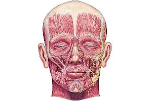 testآناتومی عضلات دهانی (Anatomy of oral muscles)